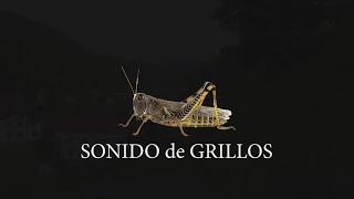 Sonido de GRILLOS  Relajantes Sonidos Nocturnos de Grillo [upl. by Ahtekal470]