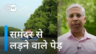 तूफान और ताकतवर लहरों से टकराने वाले मैंग्रोव जंगल Why we need mangroves [upl. by Platus]