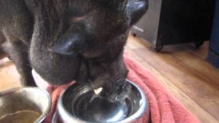 Pete The Pot Bellied Pig Drinking Water Loudly [upl. by Keryt318]