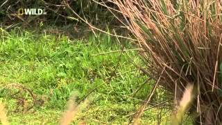 Wild Japan  National Geographic  Nature Documentary [upl. by Leiso]