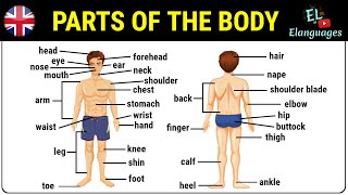 Parts of the body in English  Human body parts names vocabulary [upl. by Harrod752]