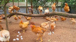 How Is A Day At Organic Chicken Farm Take Place [upl. by Elleryt124]