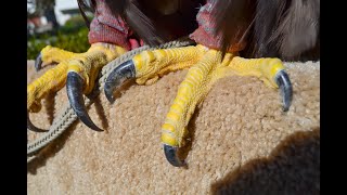 Falconry Handling talons and footing falconry [upl. by Lisan]