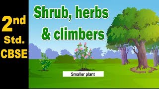 Shrub herbs and climbers  2nd Std  Science  CBSE Board  Home Revise [upl. by Don]