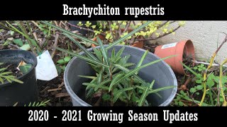 Brachychiton rupestris 20202021 update [upl. by Orianna]