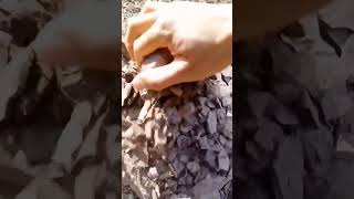 Oddly Satisfying The Crumbling of Mudstone ASMR [upl. by Maurey]