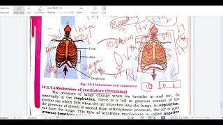 VENTILATION AND MECHANISM OF VENTILATION INHALATION VS EXHALATION  CLASS 11 BIOLOGY SINDH NEW [upl. by Tecu]