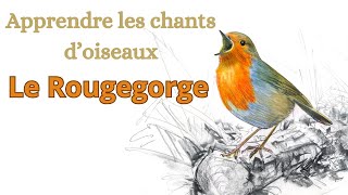 réup APPRENDRE LES CHANTS DOISEAUX  Le Rougegorge familier [upl. by Yrovi555]