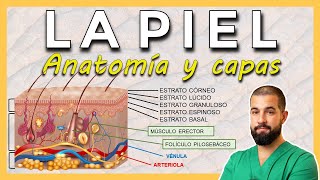 ANATOMÍA DE LA PIEL Capas de la piel EpidermisDermisHipodermis [upl. by Elokin]