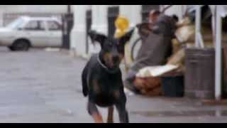 Dobermans in movie 28 Доберманы в кино [upl. by Rett]