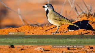 Crested Bellbird Calls  The sounds of a Crested Bellbird in the Australian outback [upl. by Nerrawed]