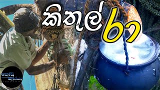 කිතුල් රා ගහෙ නගිමු Kithul mal kithul Raa Caryota urens solitary fishtail palm [upl. by Stan]