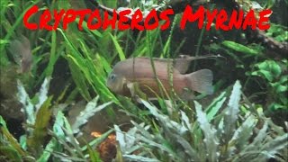 Cryptoheros Myrnae new additions to the 75g [upl. by Gaudette]