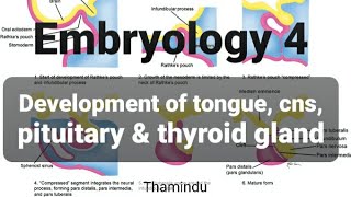 Embryology 4  Development of tongue CNS pituitary amp thyroid gland [upl. by Osborne656]