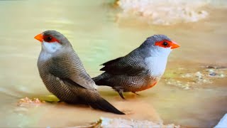 Common waxbill bright red beak embodiment of consciousness found near water and farmlands [upl. by Rama]