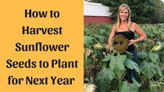 Sunflower Seeds Harvesting For Planting [upl. by Belsky]