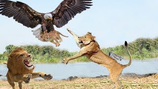 Eagle vs Lion Real Fight  Eagle Attack Lions Mother Lion Save His Baby and Hunting Eagle To Revenge [upl. by Eenert]