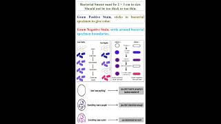 Gram Positive Stain Gram Negative Stain and Bacterial Smear geneticteacher [upl. by Siroled]