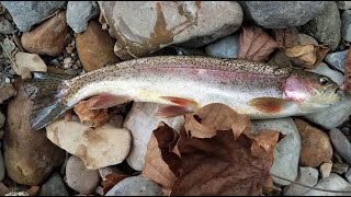 SeptemberTrout fishing On the Bushkill CreekSeptember 2020 [upl. by Roosevelt]