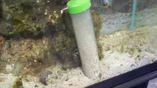 67 Cleaning a new customers salt water tank Carls Aquarium [upl. by Yraeg]