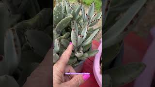 SUCULENTA ORELHA DE GATO ou KALANCHOE TOMENTOSA shortsyoutube suculentas kalanchoe videos 多肉植物 [upl. by Avera]