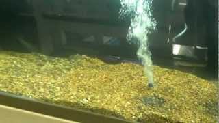 African Cichlid breeding setup part 2 [upl. by Waers539]