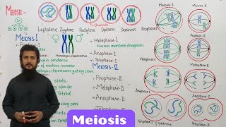 Meiosis  stages of meiosis  class 12 [upl. by Alonzo620]