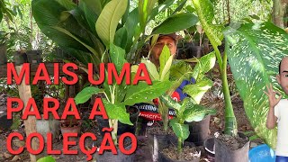 Plantando Comigo ninguém pode novo Philodendro Plantar jardineiroapressado natureza [upl. by Acimot]