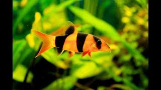 11 Different types of Loach fish [upl. by Notserk976]