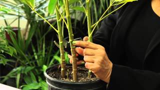 How to Prune a Schefflera Plant  Gardening amp Plant Care [upl. by Ybocaj]