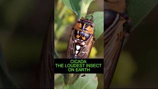 Cicada The Loudest Insect On Earth [upl. by Eisse]