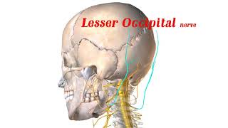 Cervical Plexus Nerves [upl. by Goran]