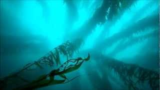 Point Loma Kelp Beds San Diego SCUBA Diving 60 Feet Deep [upl. by Raimondo]