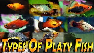 Types Of Platy Fish Varieties of Platy Fish Xiphophorus [upl. by Ellohcin]