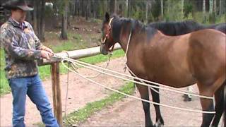 How to tie up a horses hind leg with a Scotch hobble [upl. by Lumbye438]