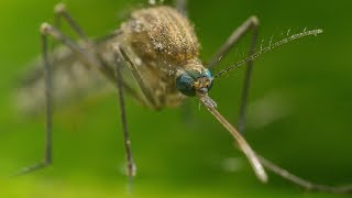 Mosquito Life Cycle  UHD 4K [upl. by Atibat]