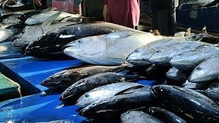 Tuna fish cutting 1  Live [upl. by Aiden60]