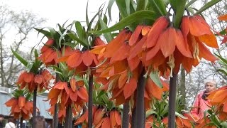 Fritillaria imperialis Rubra red quotcrown imperialquot  FarmerGracycouk [upl. by Nilam]