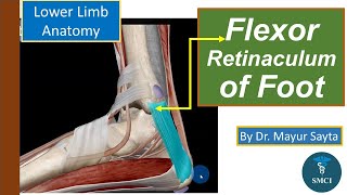 Flexor Retinaculum of Foot  Tarsal tunnel  Lower limb Anatomy [upl. by Chaker]