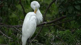 Great Egret Preening Feathers [upl. by Swee]