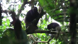 Mantled Howler Monkeys Alouatta palliata  Colombia [upl. by Landa950]