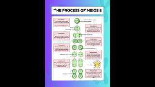 The process of MeiosisPhases of Meiosis meiosis biology [upl. by Llewol]