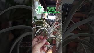 tillandsia capitata var domingensis [upl. by Balf616]