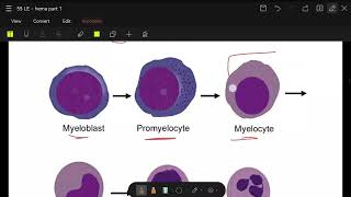 hematopoiesis part 2 extra [upl. by Nicolea]