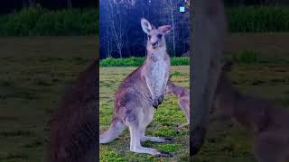 Why Kangaroos Flex Their Muscles [upl. by Cand]