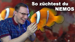 SO ZÜCHTEST DU NEMOS in 2022  Anemonenfische im Aquarium vermehren Tutorial [upl. by Linus22]