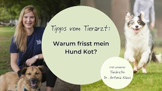 Warum frisst mein Hund Kot [upl. by Niveg]