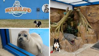 Skegness Natureland Seal Sanctuary Vlog [upl. by Aerdnaxela]