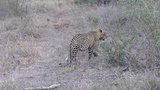 Ulusaba Lodge in 4K  Kruger Park  South Africa  Leopard Sighting  7 September 2023 [upl. by Atiraj]