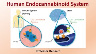 Human Endocannabinoid System [upl. by Ameh]